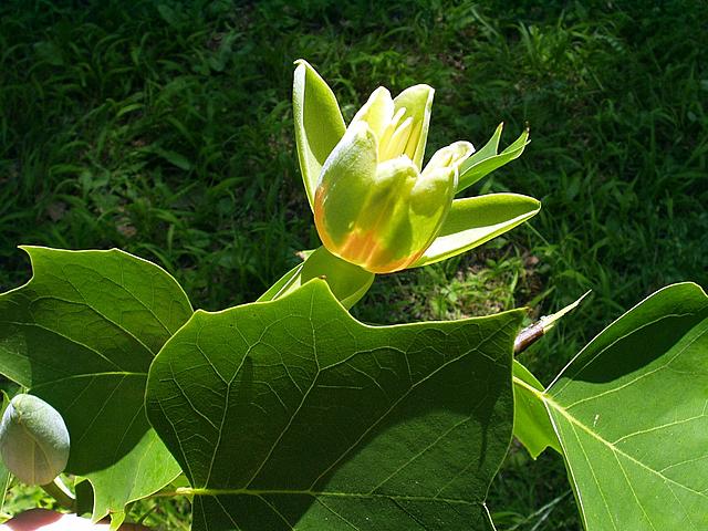 Tulypk tulypnoqt nebo jak se to jmenuje
