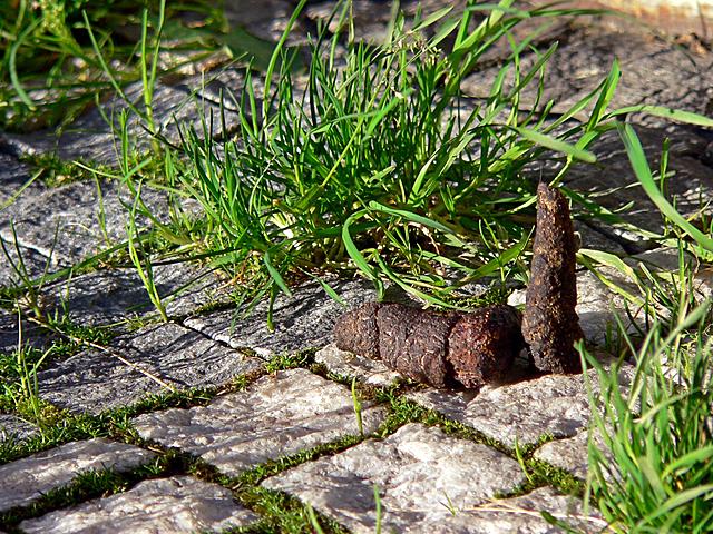 emu se podob ve sv velikosti?