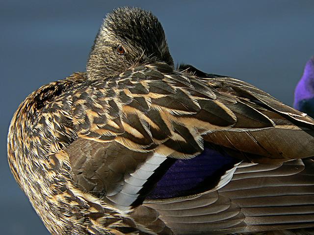 V zemi, kter ki mlenm