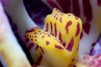 Vnitnosti orchideje