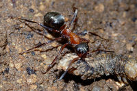 Mravenec chytil larvu
