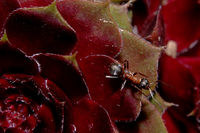 Mravenec na jinm netesku