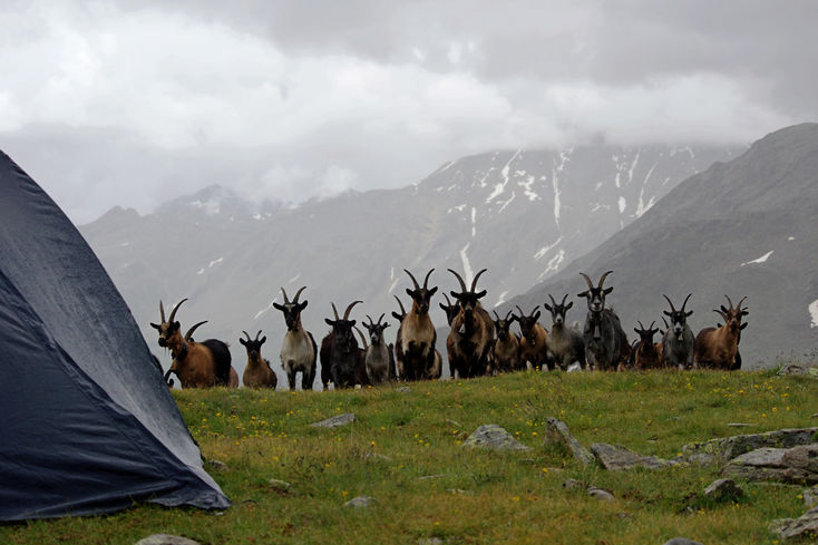 V deti ns pily navtvit kozy