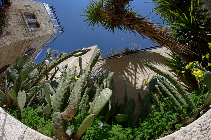 Jeruzalémské kaktusy
