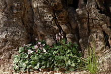 U kořenů oliv v Getsemanské zahradě