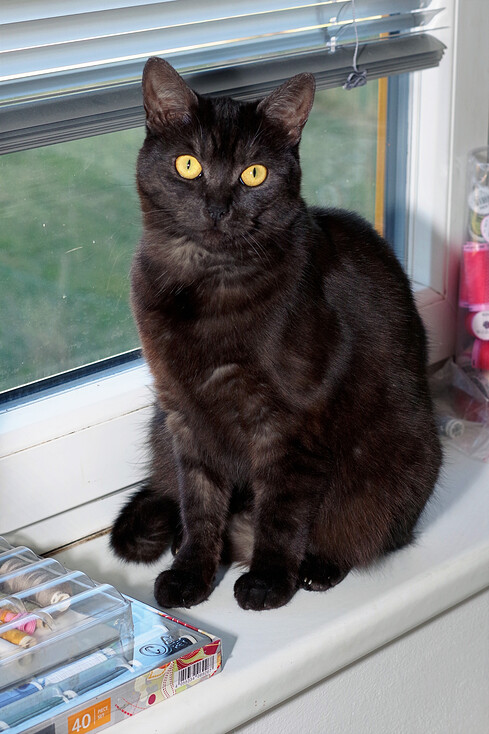 černá na okně u nití