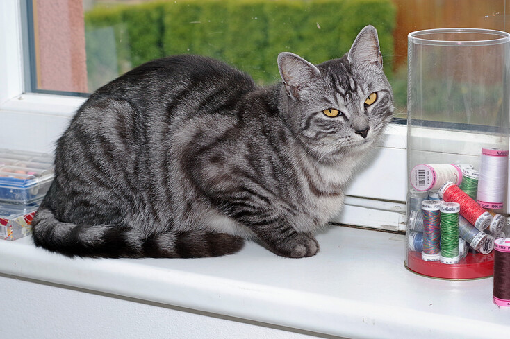 šedá na okně u nití