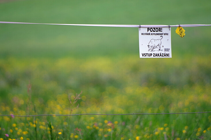 Pozor býk