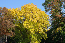 Žlutý strom v oboře v Dobříši