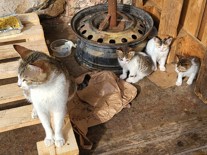 Jeruzalémské kočky