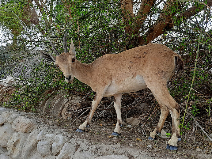 Antilopa v Ein Gedi