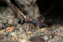 Mravenec u mraveniště