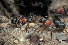 Mravenci u mraveniště