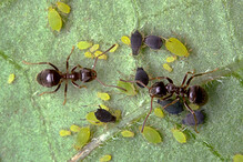 Mravenci pěstují mšice