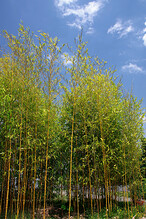 Bambusy před domem