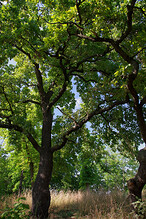 Stromy nad Bubenečským nádražím