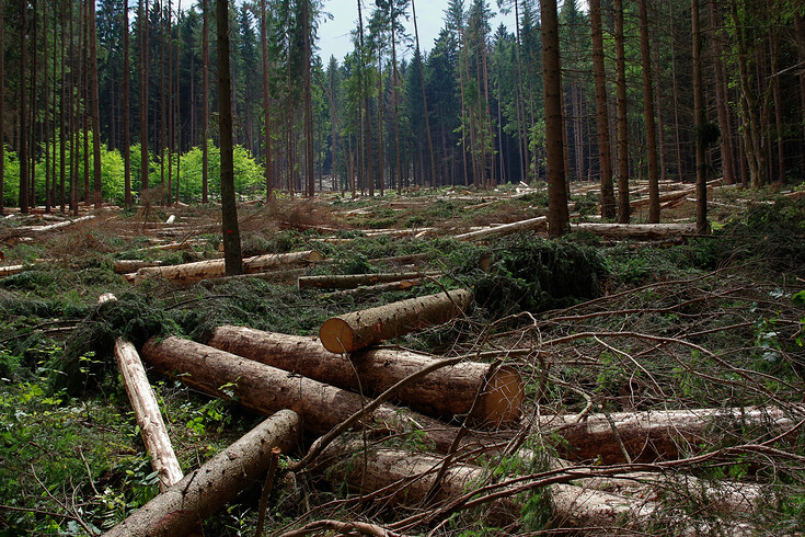 Cesta k Maierově skále je velmi neschůdná