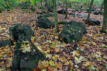 Kameny v přílepském lese
