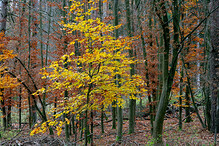 Podzim v lese u Hraštice