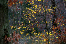 V lese na podzim