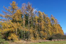 Podzimní stromy u Hraštice