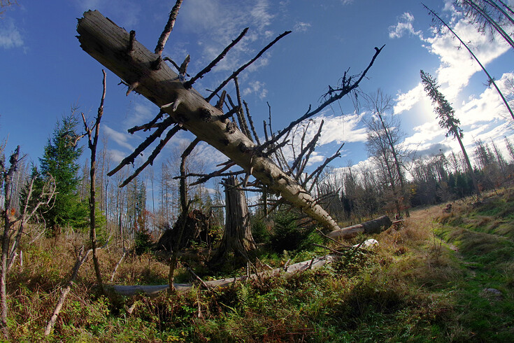 Spadlé stromy u vrcholu Stožce
