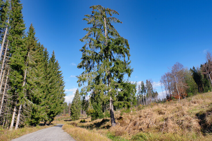 Cesta podle Schwarzenberského kanálu