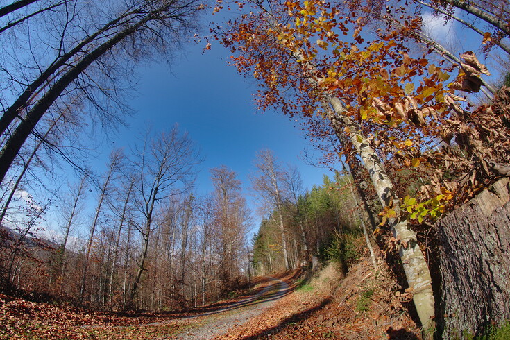 Cesta k poslednímu medvědovi
