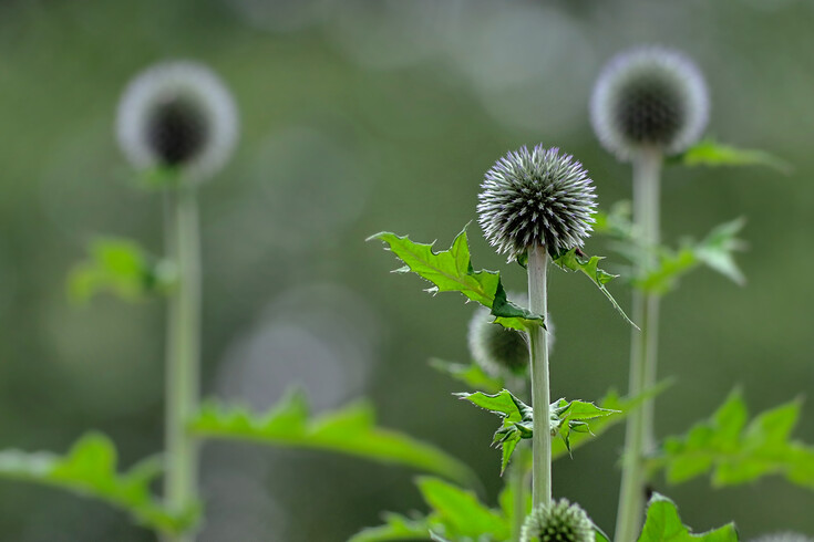 Ve Stožci na Šumavě