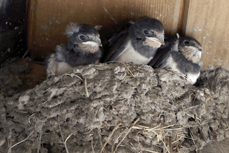 Vlašťovičky v pohybu