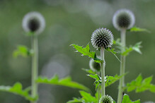 Ve Stožci na Šumavě