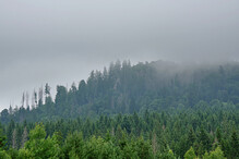 Stožecká skála v mlze