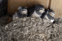 Vlašťovičky v pohybu