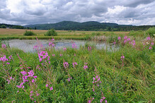 Kytky a rybníček na Šumavě