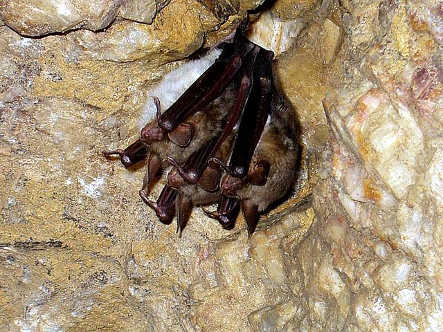 rodinka