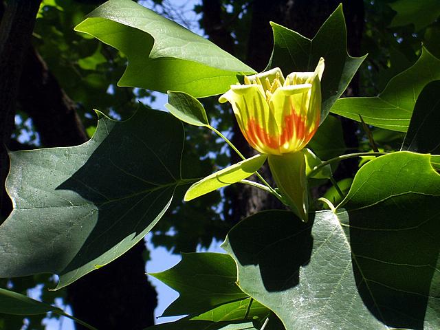 Liliovnk tulipnokvt