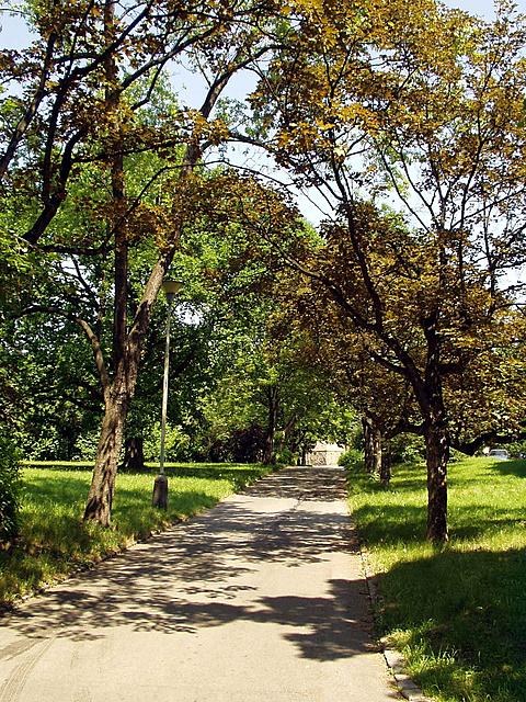 Cesta