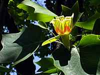 Liliovnk tulipnokvt