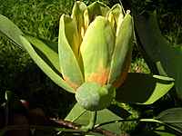 Tulipnk liliokvt