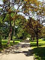 Cesta