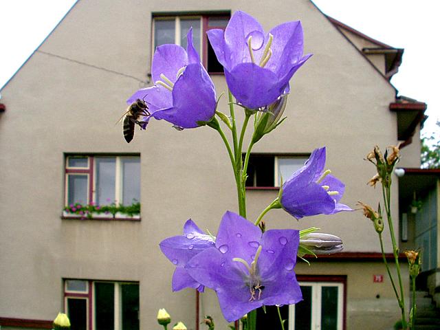 velka