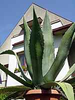 agave