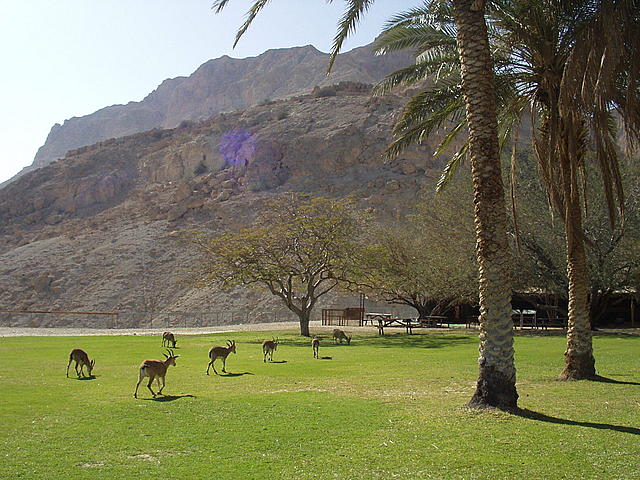 V kibucu Ein Gedi