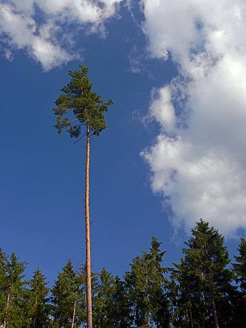 Borovice