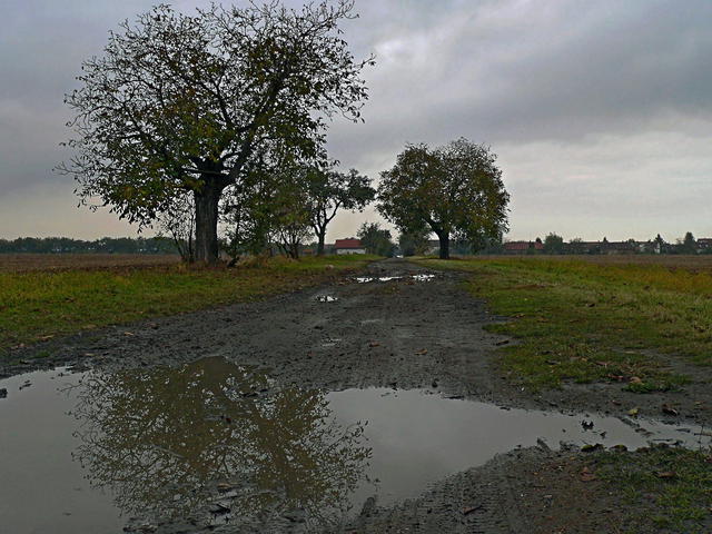Cesta