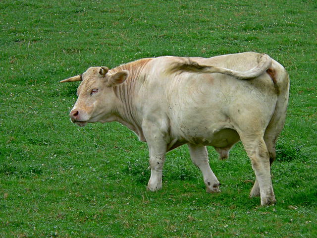 French cow