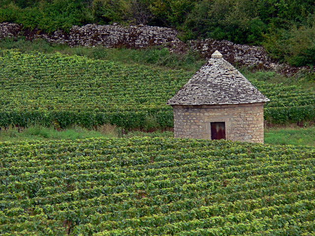 Vineyard