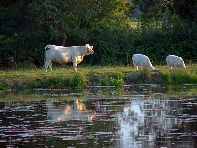 Cows  in Cormatin