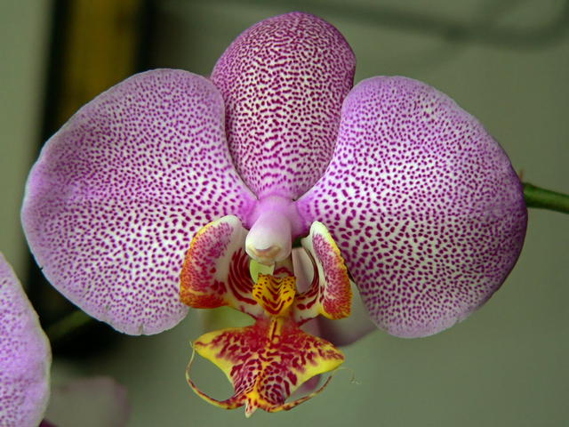 Orchiej