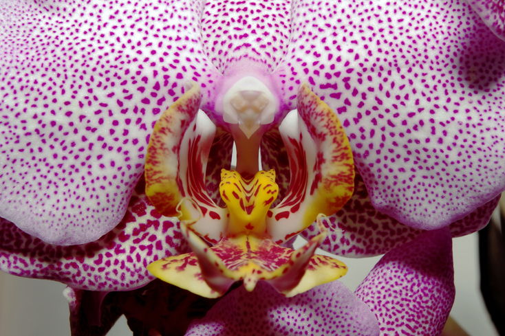 Orchidej